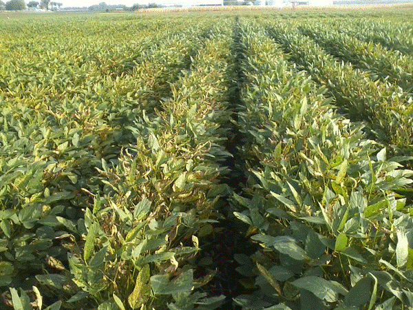 soybeans